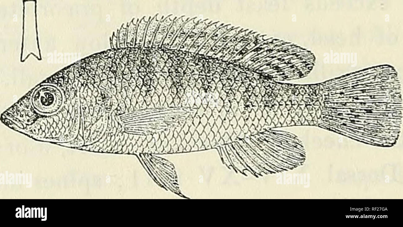 . Catalogue of the fresh-water fishes of Africa in the British Museum ...