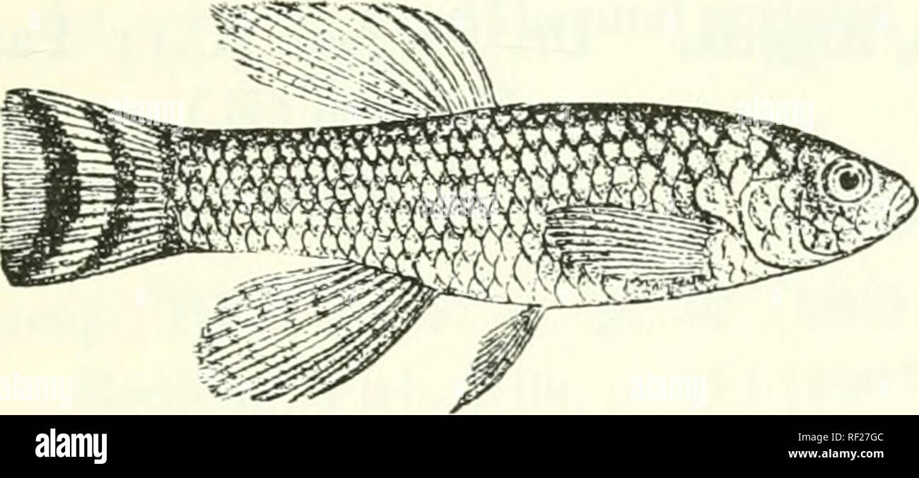 . Catalogue of the fresh-water fishes of Africa in the British Museum (Natural History). Fishes; Freshwater animals. CYPIUNODON. 21 covered with more or less distinct round lif,^ht (in life, blue) spots; caudal fin of male with 2 or 3 crcscentic black bars. Total length 80 millim, Fresh and brackish waters round the Eed Sea and Persian Gulf: Cutch, N.W. India.—Types in Senckenberg Museum, Frankfort-a.-lM. FiiT. 12.. 1-12. Ad. &amp; lioT. 13-15. Tyi)es. lG-21. Ad. 22. Skel. 23-50. 51-5G. 57-78. Types of C doUczkauns.. Please note that these images are extracted from scanned page images that may Stock Photo