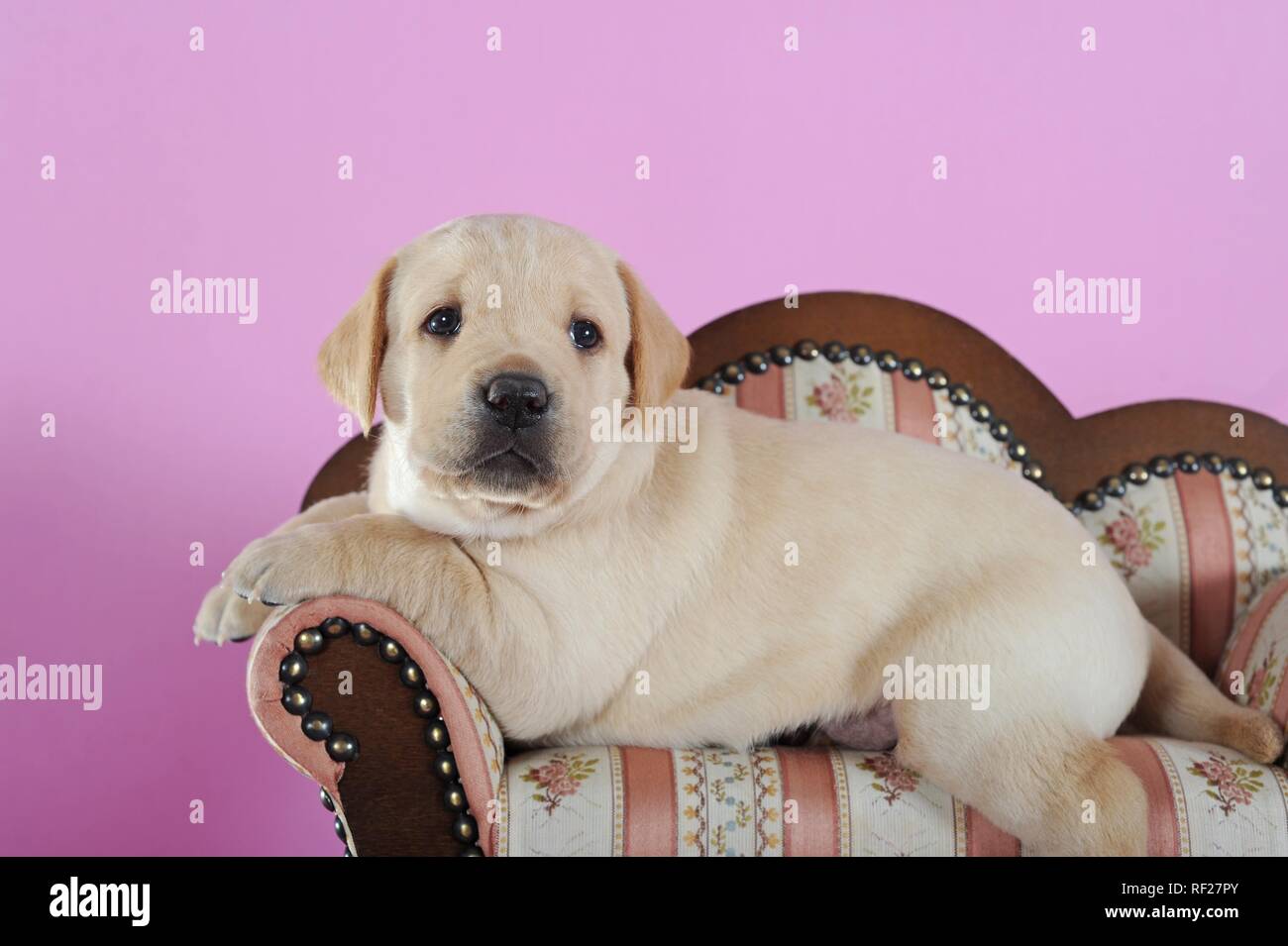 Labrador Retriever, yellow, puppy 4 weeks old, lying on a small sofa