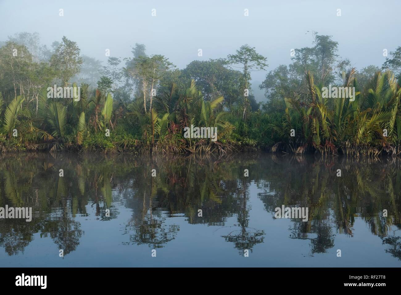 Fog and water reflection in the river Sungai Sekonyer in Tanjung Puting National Park, Central Kalimantan, Borneo, Indonesia Stock Photo