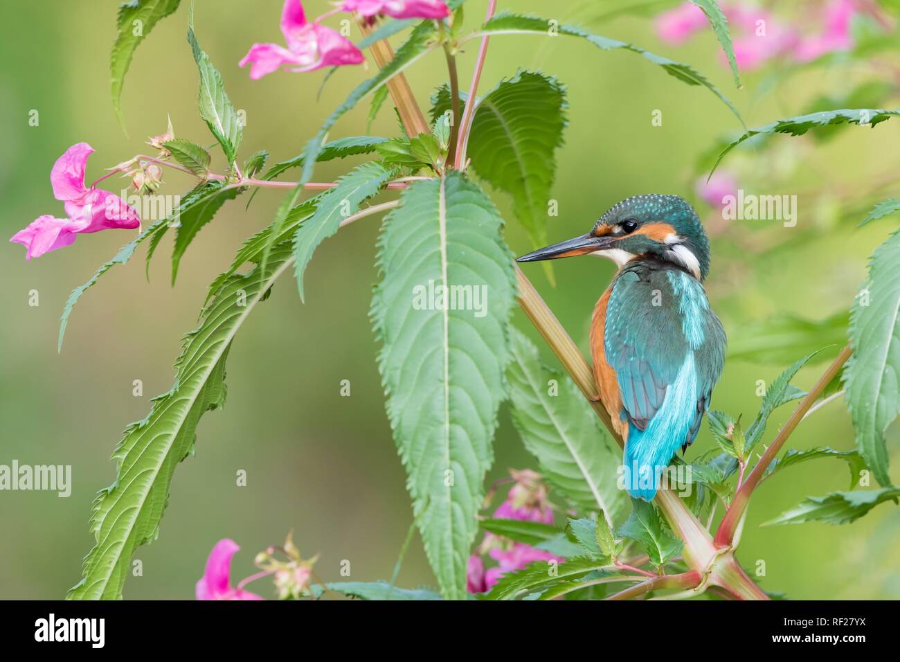 Common kingfisher (Alcedo atthis), female, sits on branch of Springkraut (Impatiens glandulifera), Hesse, Germany Stock Photo