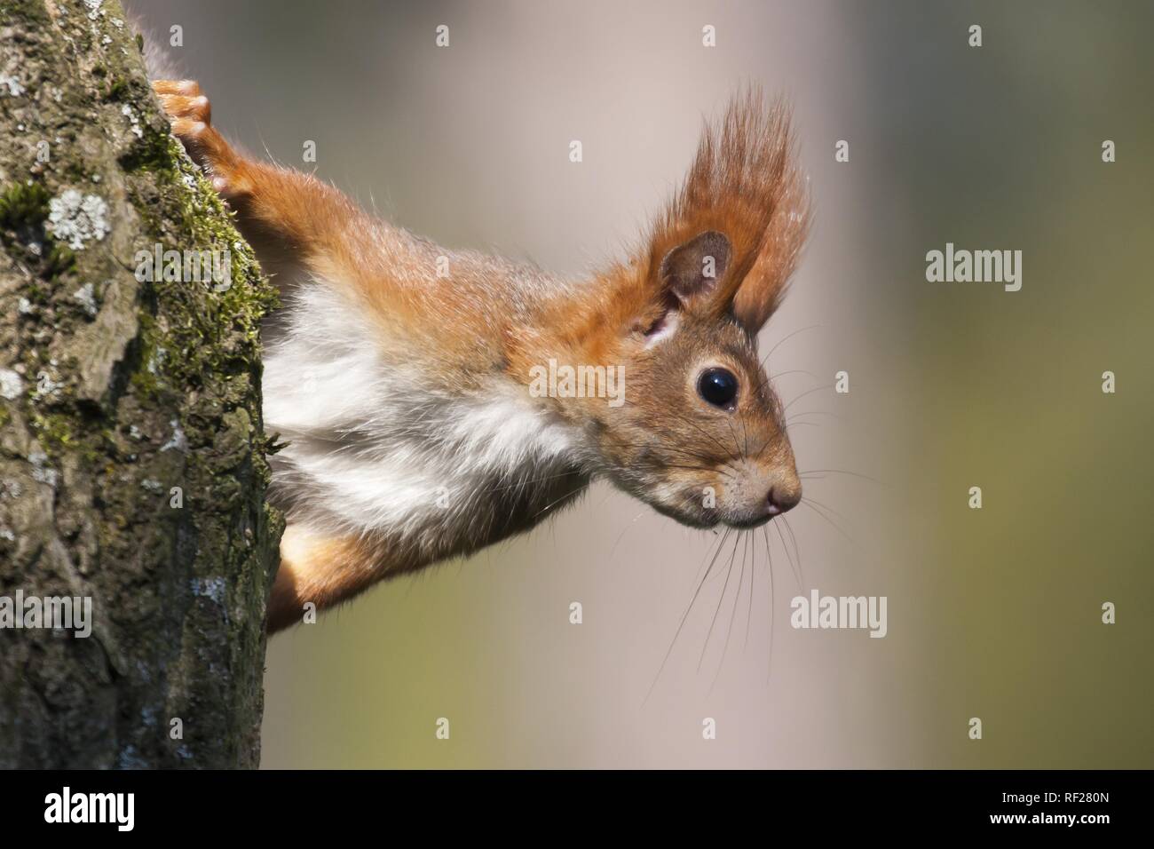 Eurasian red squirrel (Sciurus vulgaris) looks out behind tree trunk, animal portrait, Hesse, Germany Stock Photo