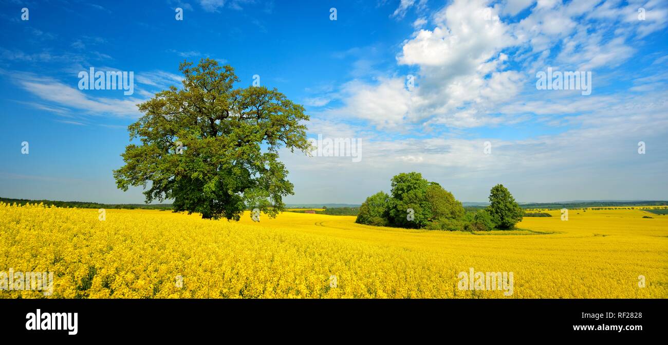 Panorama, endless flowering rape fields with solitary oaks and field shrubs, Mecklenburgische Schweiz Stock Photo