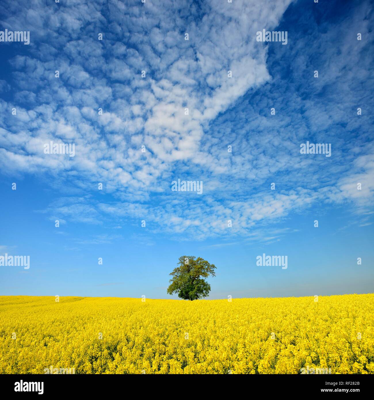 Flowering rape field with solitary oak under blue sky with sheep clouds, Mecklenburgische Schweiz, Mecklenburg-Western Pomerania Stock Photo