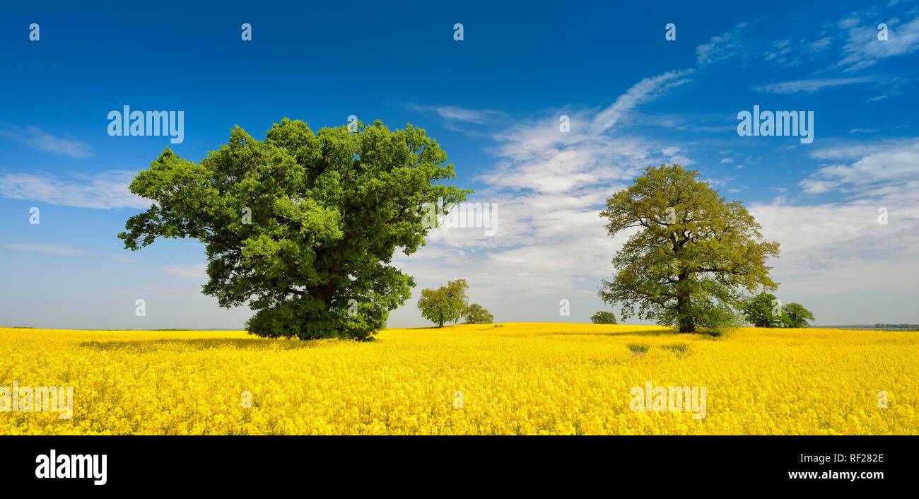 Panorama, blooming rape field with old solitary oaks, Mecklenburgische Schweiz, Mecklenburg-Western Pomerania, Germany Stock Photo