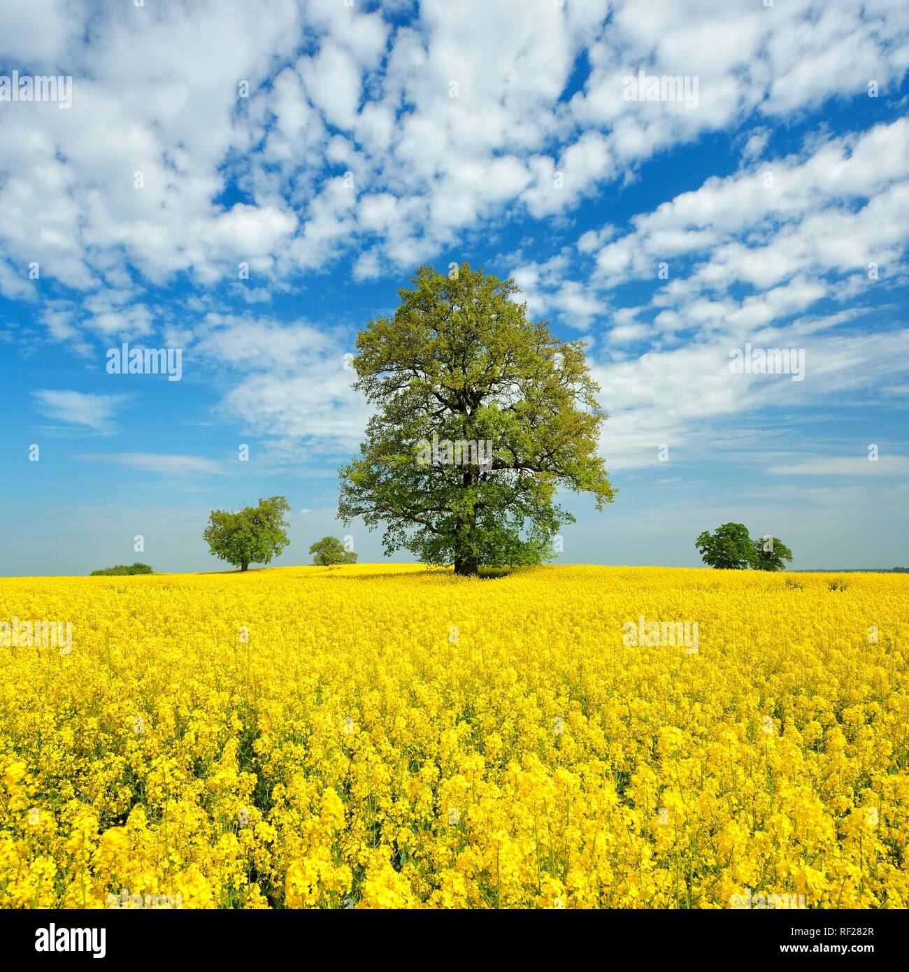 Rape field in bloom with old solitary oaks under a blue sky with sheep clouds, Mecklenburgische Schweiz Stock Photo