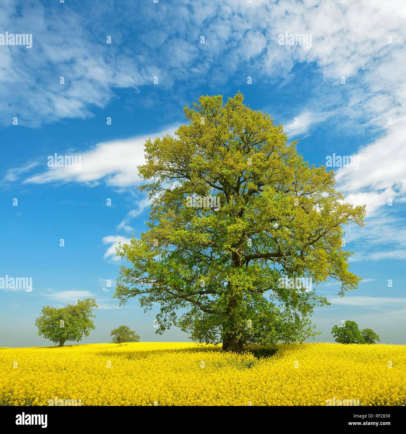 Blooming rape field with old solitary oaks, blue sky with fair weather clouds, Mecklenburgische Schweiz Stock Photo