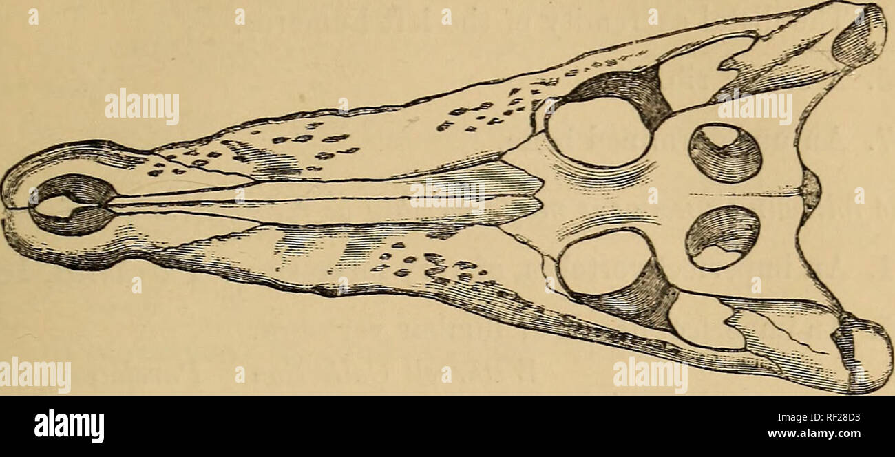 . Catalogue of the fossil Reptilia and Amphibia in the British Museum (Natural history) ... By Richard Lydekker ... Reptiles, Fossil; Amphibians, Fossil. CROCODILT DJE. 61 Fig. 9.. Crocodilus spenceri.—Ee3tored cranium; from the London Clay of Sheppey. About . 38988. Part of the maxillary region of the cranium. Same history. The following vertebrae were referred by Owen to C. champsoides ; tliey all belong to thz Bowerbank Collection. 38979. The third cervical vertebra, Figured by Owen, op. cit. {Fig.) pi. v. figs. 7, 8. 38978. The first dorsal vertebra, Figured by Owen, op. cit. pi. v. (Fig. Stock Photo