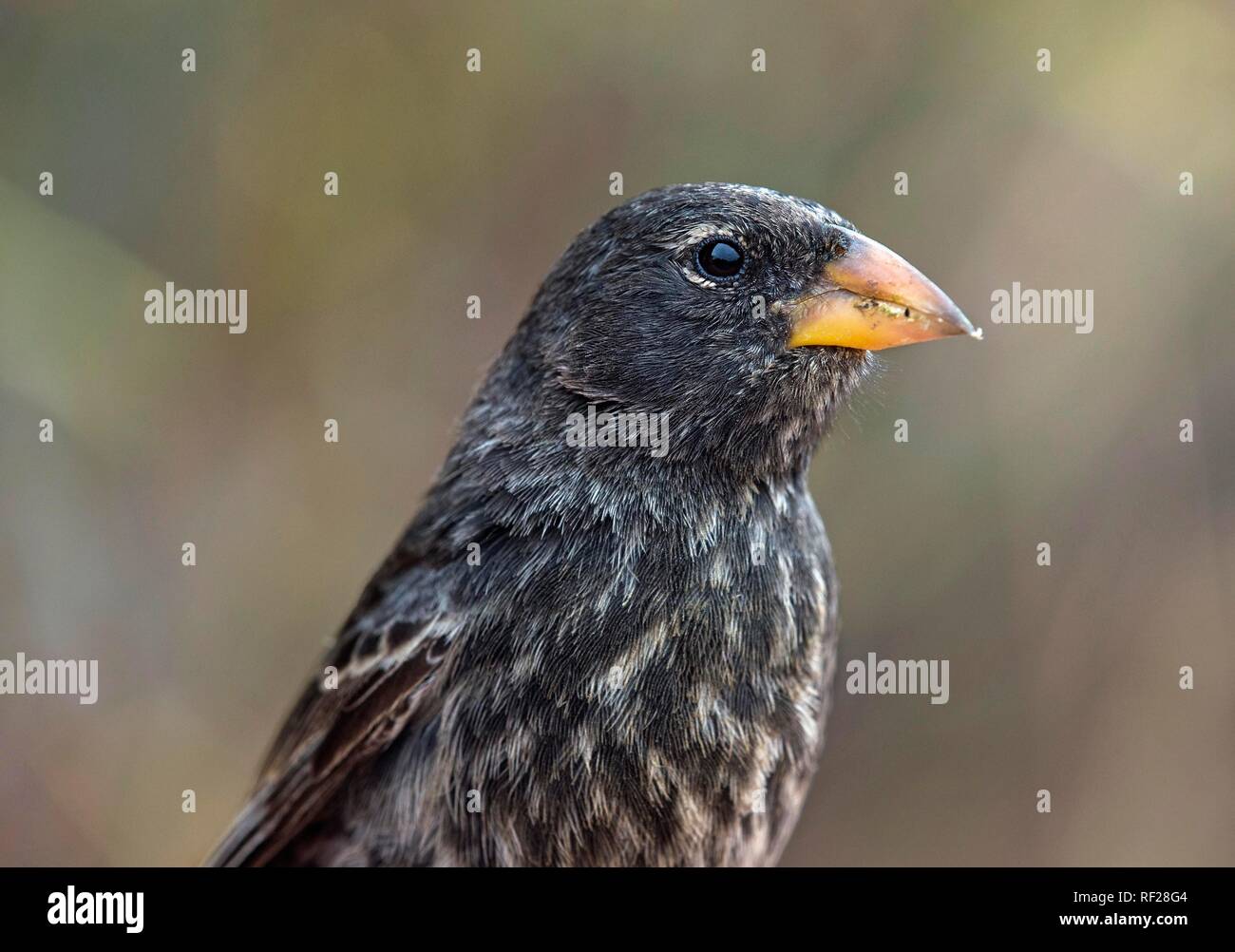 Medium Ground Finch (Geospiza fortis), Animal Portrait, Floreana Island, Galapagos Islands, Ecuador Stock Photo