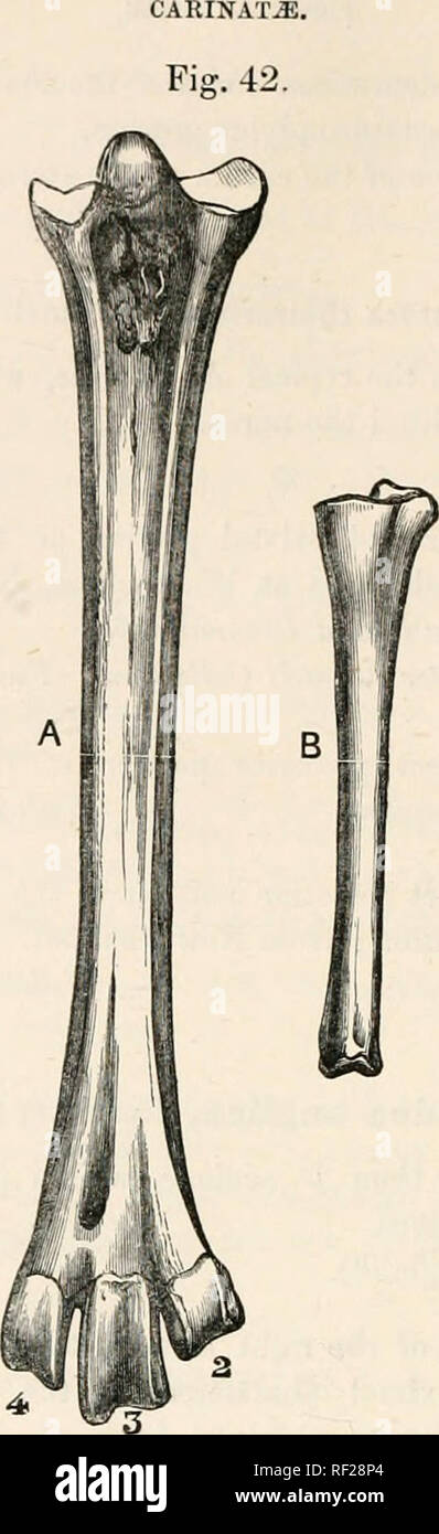 . Catalogue of the fossil birds in the British Museum (Natural History). 190. Biomedea anglica.—The right tarso-metatarsus (A) and first phalangeal of the fourth digit (B); from the Eed Crag. }. (From the Quart. Journ. Geol. Soc.) Incertm Sedis. Genus HYDRORNIS, Milne-Edwards ^ Founded upon a tarso-metatarsus of somewhat larger size than that of Quer- guedula crecca, which, while agreeing with the Anseres in the extreme shortness and backward inclination of the second trochlea, approximates to Puffinus in the more complex talon, the slight degree of lateral compression, the channel on the ante Stock Photo