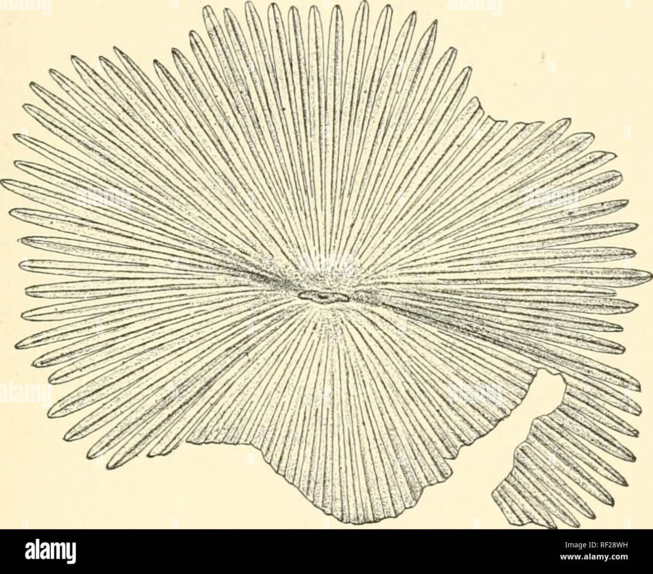 . Catalogue of the fossil plants of the Glossopteris flora in the
