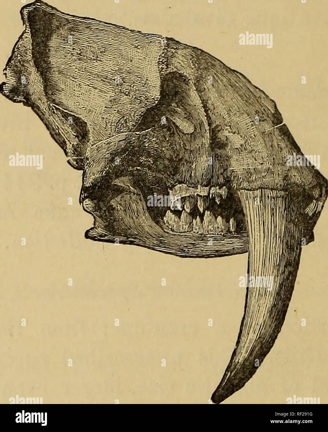 . Catalogue of the fossil Mammalia in the British museum, (Natural History). Mammals, Fossil. 48 CARSTVORA. Smilodon neogceus, Cope. Smilodon populator, Lund1. Hah. S. America. 21000. The cranium and mandible, wanting the maxillae and the left premaxilla; from the Pleistocene of Buenos Ayres. The upper portion of the left canine remains; there are only two cheek-teeth on each side of the mandible. Purchased, 1846. M. 1572. Cast of the cranium and mandible; from a cavern in Minas Geraes, Brazil. The original of this specimen (from which the woodcut fig. 6 is modified) is in the Paris Pig. 6.. M Stock Photo