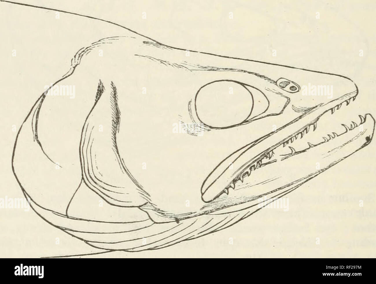 . Catalogue of the fishes in the British Museum. British Museum