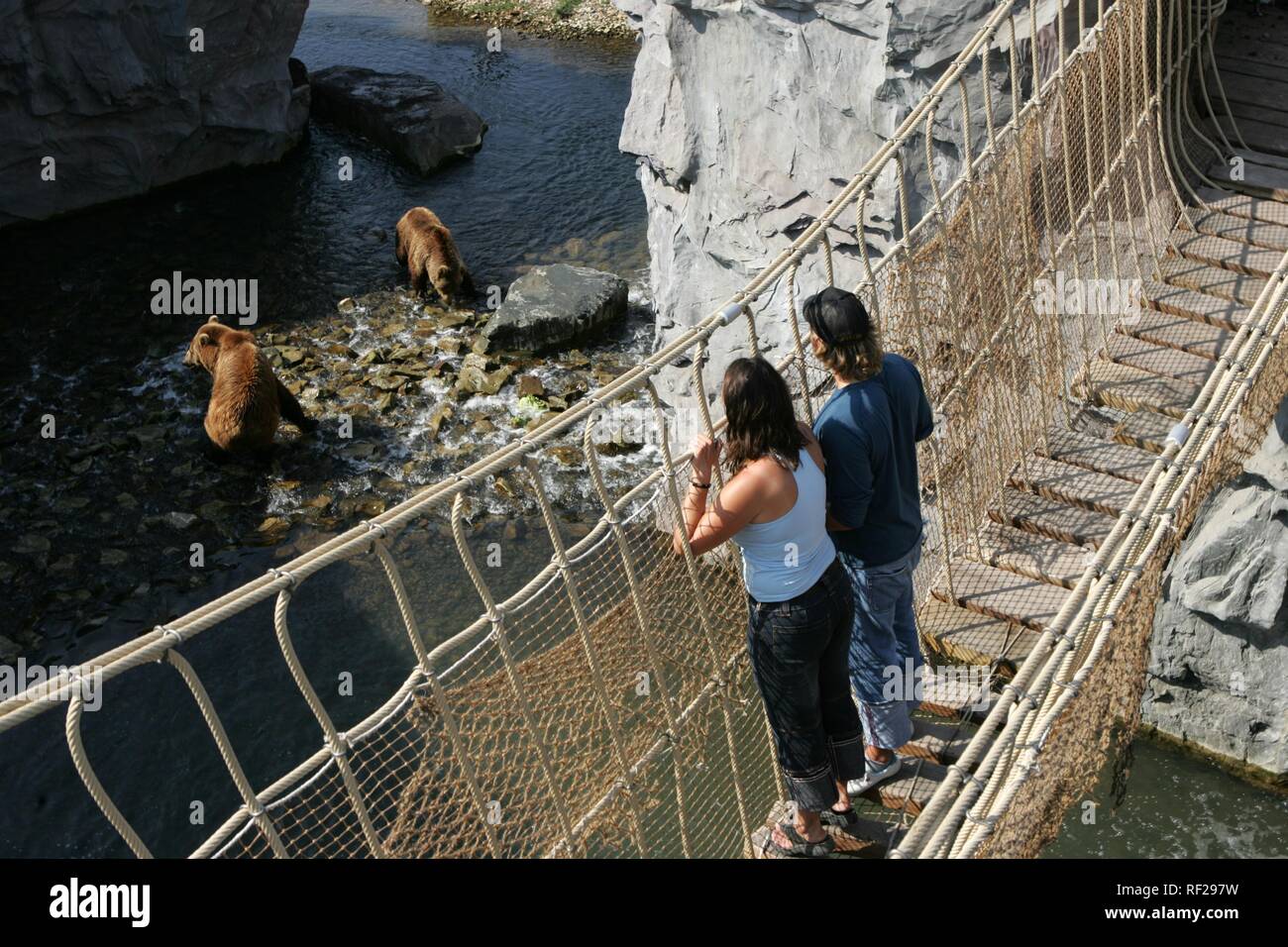 Suspension Bridge going over a river in the Kodiak Bear (Ursus arctos