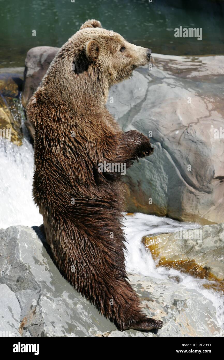 Kodiak Bear (Ursus arctos middendorffi) standing on its hind legs at