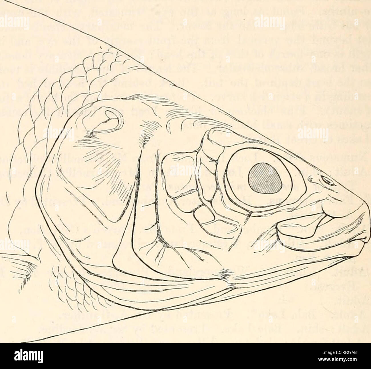 Catalogue of the fishes in the  Museum. 190 SALMONID-D. of the maxillary  broad, siibsemicircular. The length of the mandible is more than the least  depth of the taU. Back arched.