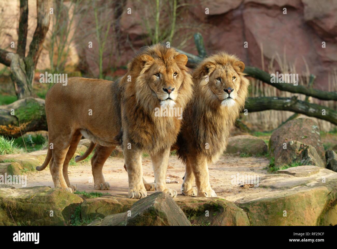 Lions (Panthera leo), ZOOM Erlebniswelt Zoo, Gelsenkirchen, North Rhine-Westphalia Stock Photo