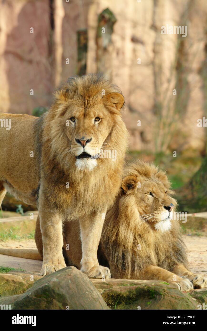 Lions (Panthera leo), ZOOM Erlebniswelt Zoo, Gelsenkirchen, North Rhine-Westphalia Stock Photo