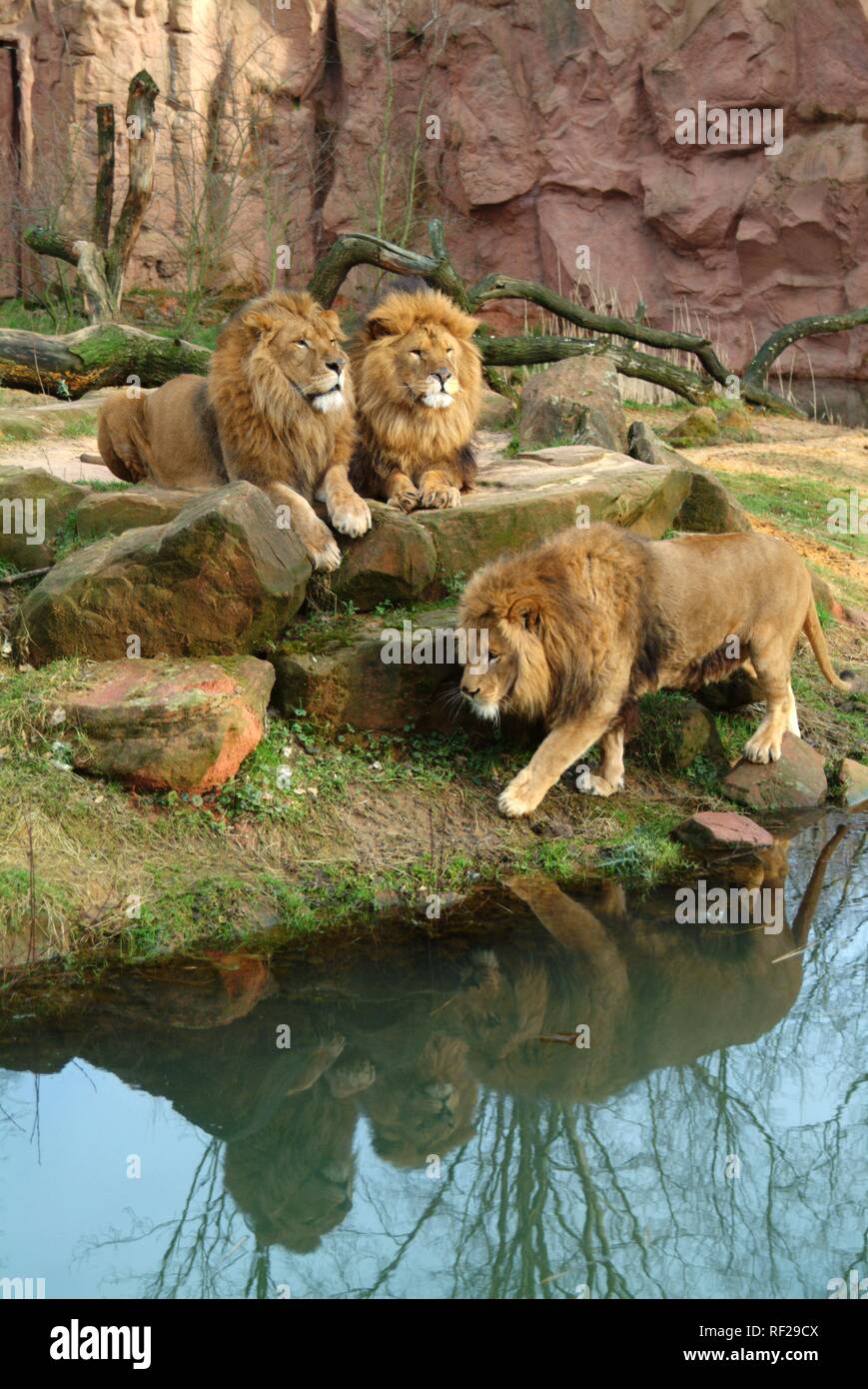 Lions (Panthera leo), ZOOM Erlebniswelt Zoo, Gelsenkirchen, North Rhine-Westphalia Stock Photo
