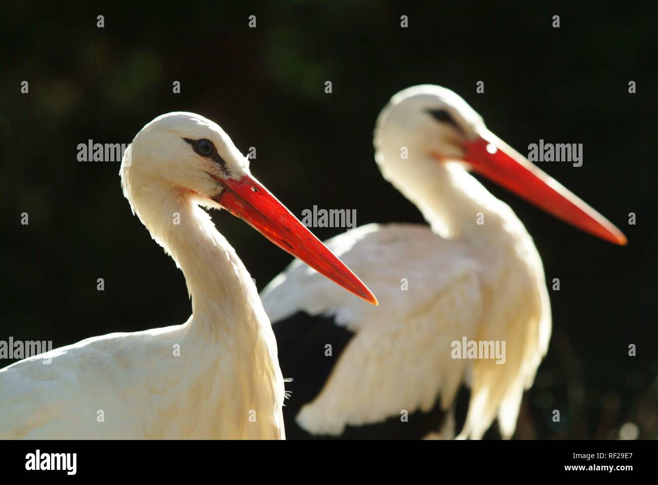 White Storks (Ciconia ciconia), ZOOM Erlebniswelt Zoo, Gelsenkirchen, North Rhine-Westphalia Stock Photo