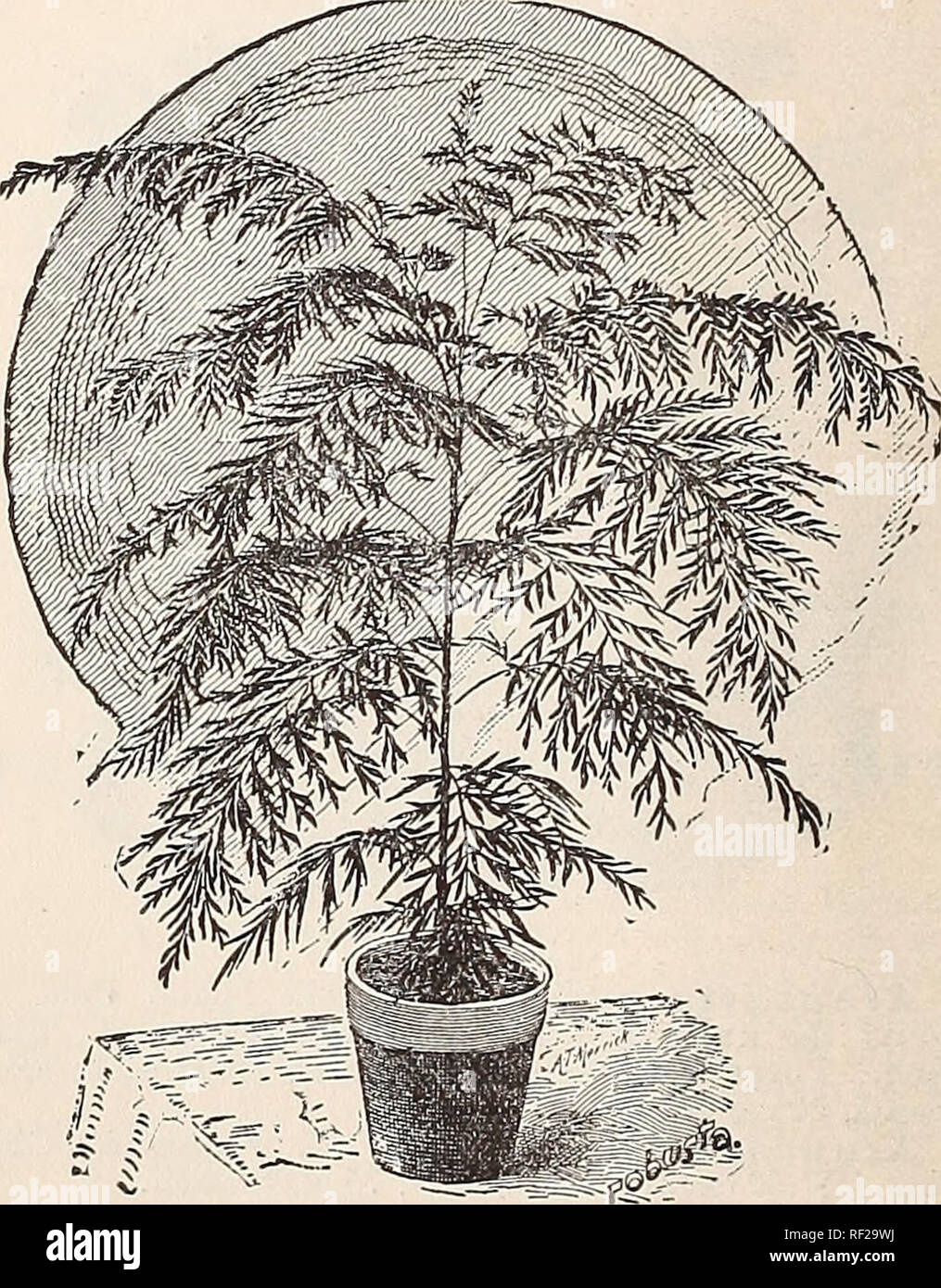 . Catalogue of the Cox Seed and Plant Co. Seed industry and trade Catalogs; Seeds Catalogs; Flowers Seeds Catalogs; Fruit Seeds Catalogs; Plants, Ornamental Catalogs; Trees Catalogs. Sword Fern. Sword Fern. A splendid extra hardy sort, well adapted for house culture, succeeding with ordinary care, with everyone who tries it. The fronds are often 4 feet long. Fine basket plant, throwing out runners which soon make new plants. 30 cents.. Grevillea Robusta. Grevillea Robusta. (Australian Silk Oak ) A splendid fern-leafed, evergreen plant, which makes a. Please note that these images are extracted Stock Photo