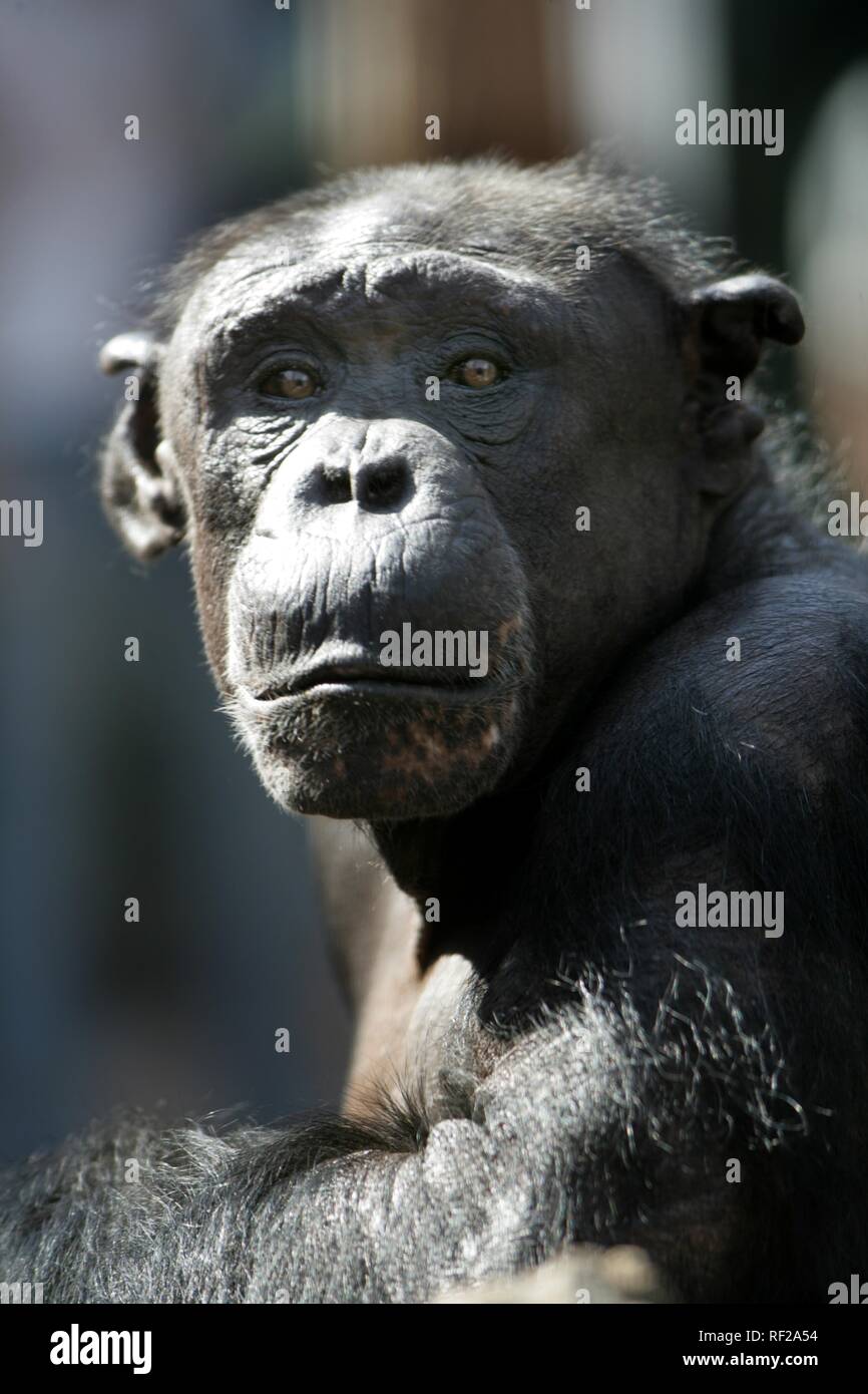 Chimpanzee (Pan) at ZOOM Erlebniswelt Zoo in Gelsenkirchen, North Rhine-Westphalia Stock Photo