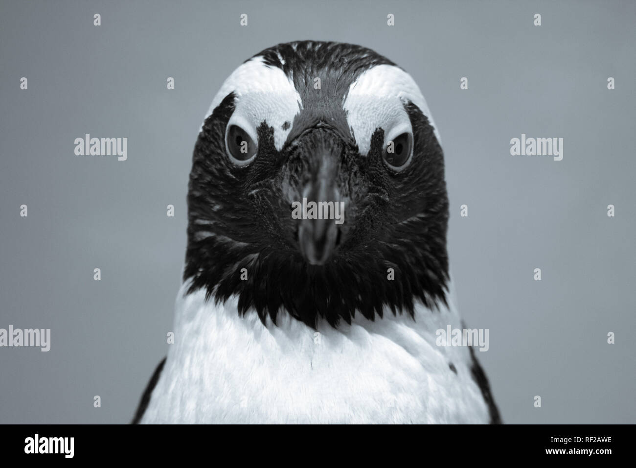 Paradise wildlife park hi-res stock photography and images - Alamy