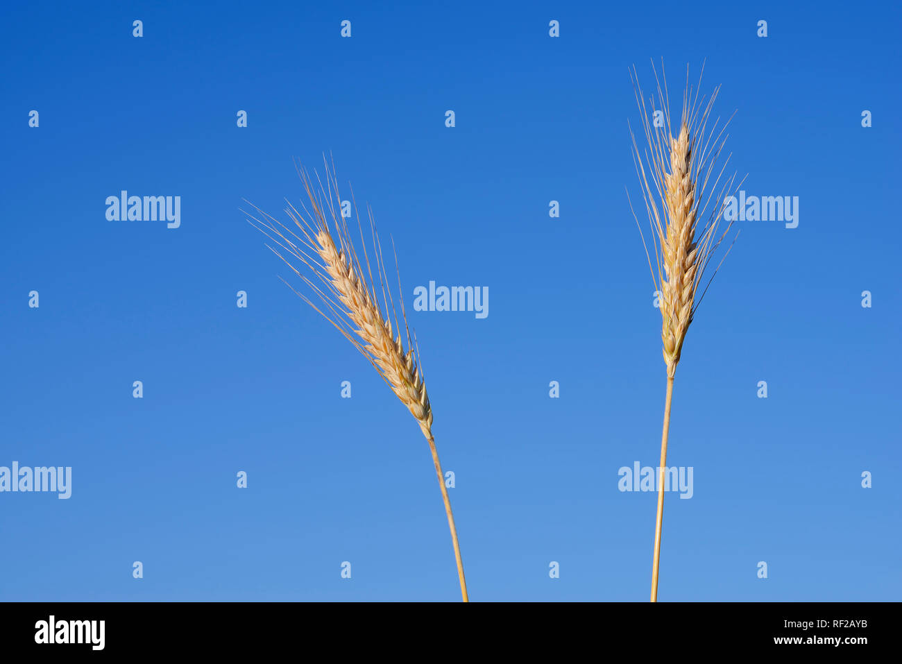 Two ears of rye against clear blue sky in summer, Bavaria, Germany Stock Photo