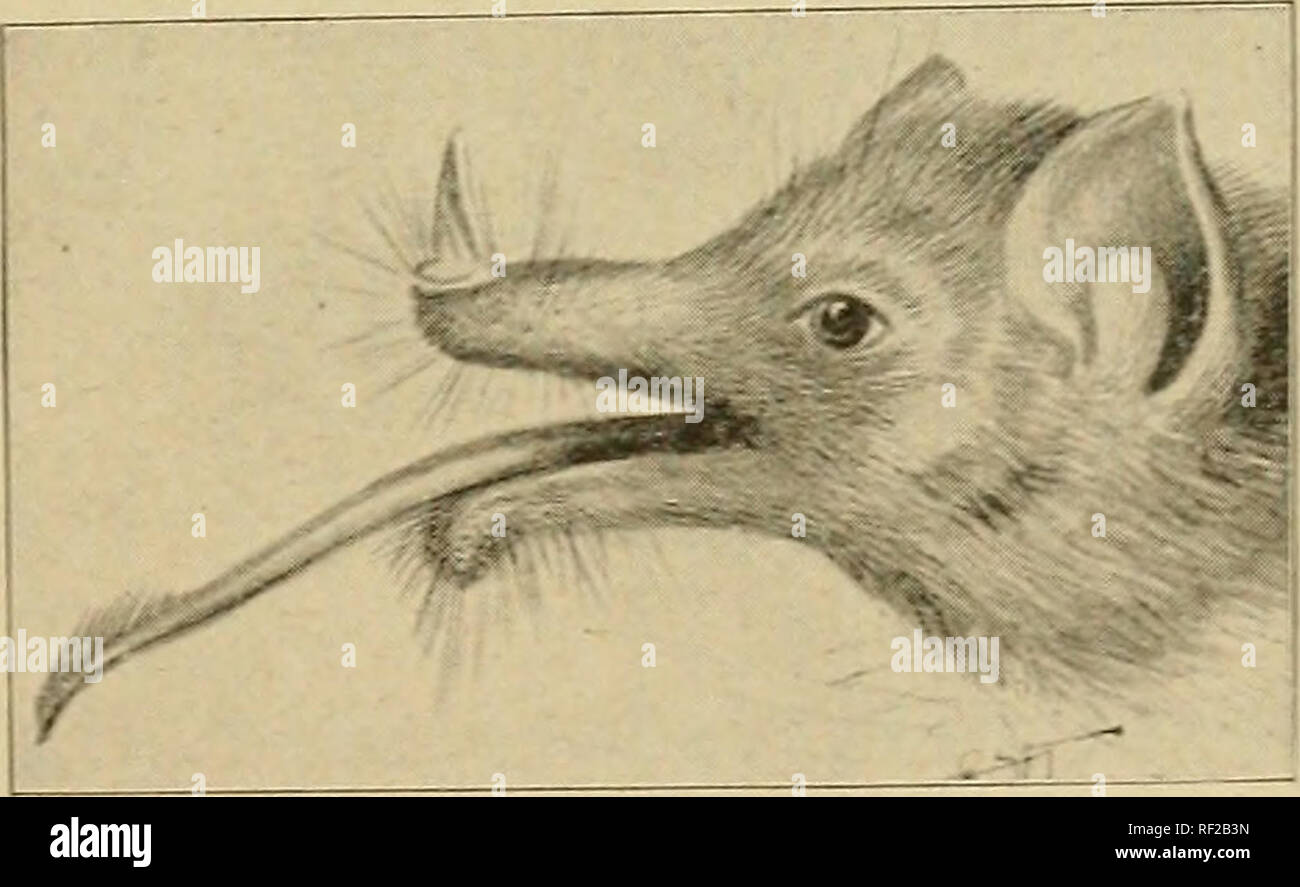 . A catalogue of the collection of mammals in the Field Columbian Museum. Field Columbian Museum; Mammals. GLOSSOPHAGA. CHCERONYCTERIS. MONOPHYLLUS. 533 Glossophaga sorichia Elliot,)Mamm. ^liddle Amer. &amp; W. Indies, F. C. M. Pub., IV, Pt. II, 1904, p. 672, figs. 142, cxvi. Zool. Ser. Id. Check-L. Mamm. N. Amer. Cont. &amp; W. Indies, F. C. M. Pub., XI, 1905, p. 516. Zool. Ser. Shrew-like Bat. 1—2. Adult — Xo history. 3. Adult — P. Xo histor}'-. E. Gerrard &amp; Sons. (Alcohol.) 4. Adult — P. Central America. Ward's X'at. Scien. Establ., Rochester, X. Y. Genus 299. Clioerouycteris. Choeronyc Stock Photo