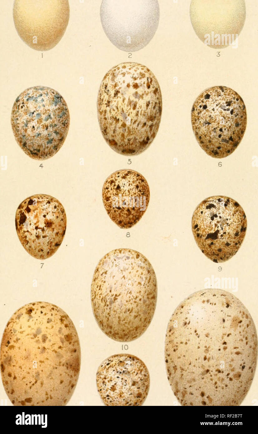 . Catalogue of the Collection of Birds' Eggs in the British Museum. (&quot;.It. Ef^gs liril.Mus 1 IM II1. Hemipodii, Pteroclidiformes, columbiformes.. Please note that these images are extracted from scanned page images that may have been digitally enhanced for readability - coloration and appearance of these illustrations may not perfectly resemble the original work.. British Museum (Natural History). Department of Zoology. [Birds]; Ogilvie-Grant, W. R. (William Robert), 1863-1924; Reid, Philip Savile Grey, 1845-1915; Oates, Eugene William, 1845-1911. London Stock Photo