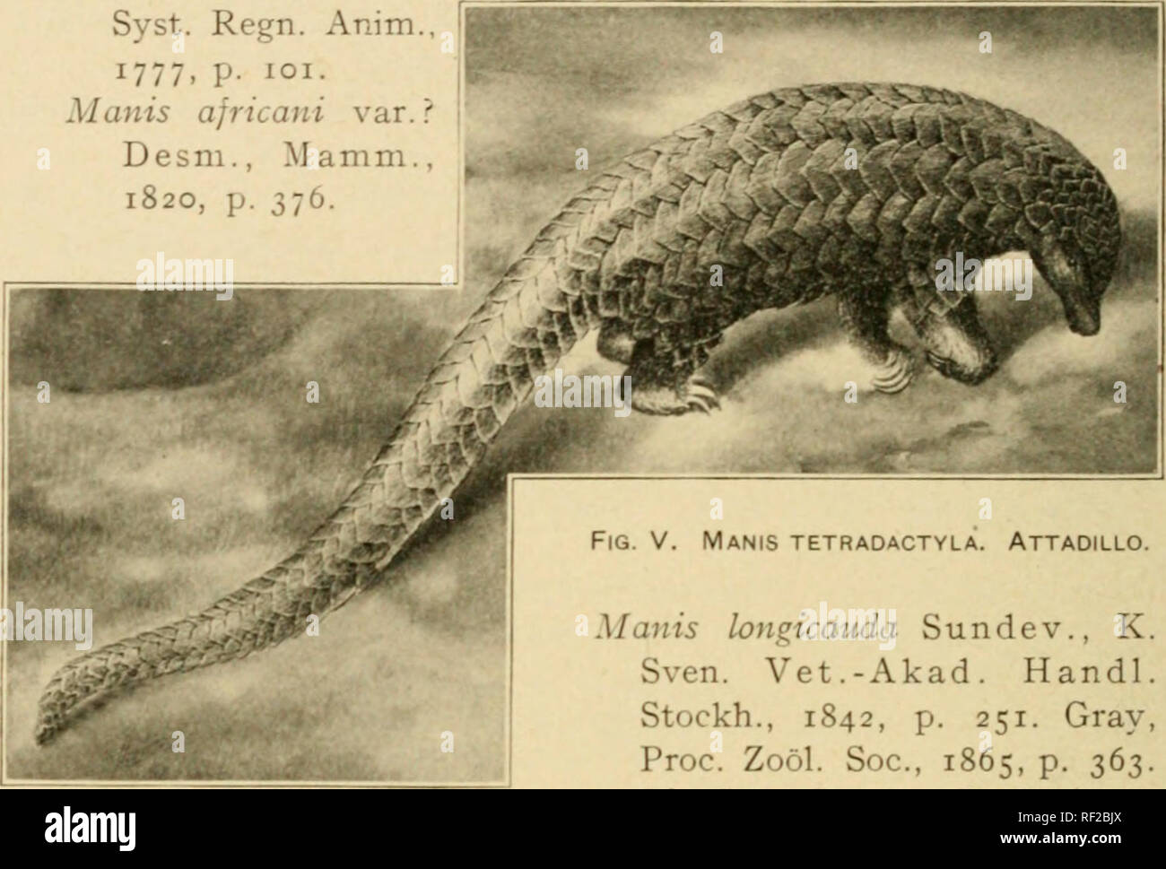. A catalogue of the collection of mammals in the Field Columbian Museum. Field Columbian Museum; Mammals. MANIS. 44. Manis tetradactyla Lmnasus. Manis tetradactyla Linn., Syst. Nat., i, 1766. p. 53. Manis macroura Erxl., Syst. Regn. Anim., 1777, p. 101. Manis africani var. ? Desm., Mamm., 1820, p. 376.. Mauis longicauda Sundev., K. Sven. Vet.-Akad. Handl. Stockh., 1842, p. 251. Gray, Proc. Zool. Soc, 1865, p. 363. Id. Cat. Carniv. Pachyderm. &amp; Edent. Mamm. Brit. Mus., 1869, p. 367. Attadillo, Gahlah. I. Adult—-P. Africa. Ward's Nat. Scien. Establ., Rochester, N. Y. 45. Manis tricuspis Raf Stock Photo