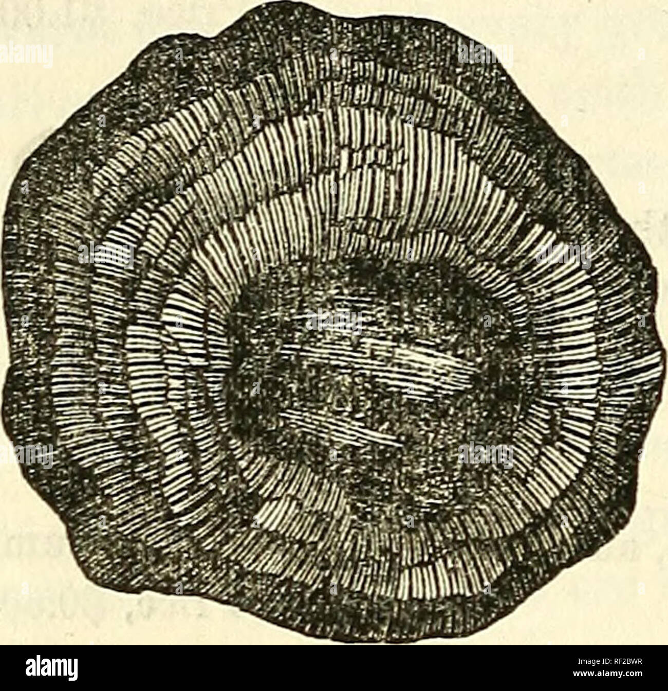 Catalogue of casts of fossils, from the principal museums of Europe and  America, with short descriptions and illustrations. Fossils. 144 MOLLUSCA.  No. 657. Radiculites (Sphcerulites) Hceninghausii/ besm. From the Lower  Chalk,
