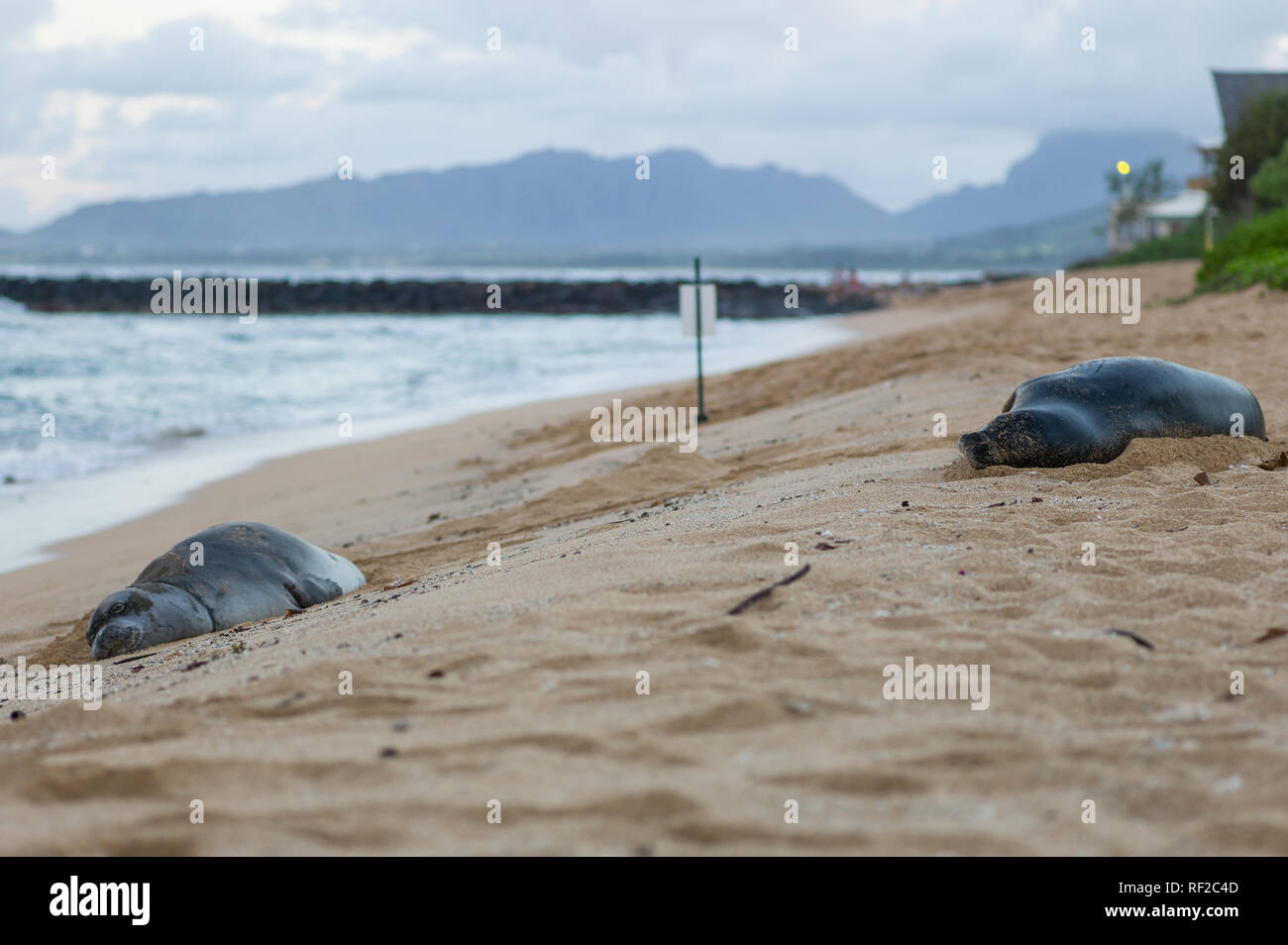 Hawaiian Monk Seals, Neomonachus schauinslandi, are endangered with just 1400 individuals in the wild. They frequently haul out on Kauai's beaches. Stock Photo