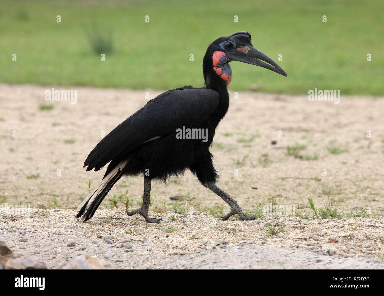 Northern Ground-hornbill (Bucorvus abyssinicus) in the Zoom Erlebniswelt, zoo in Gelsenkirchen, North Rhine-Westphalia Stock Photo