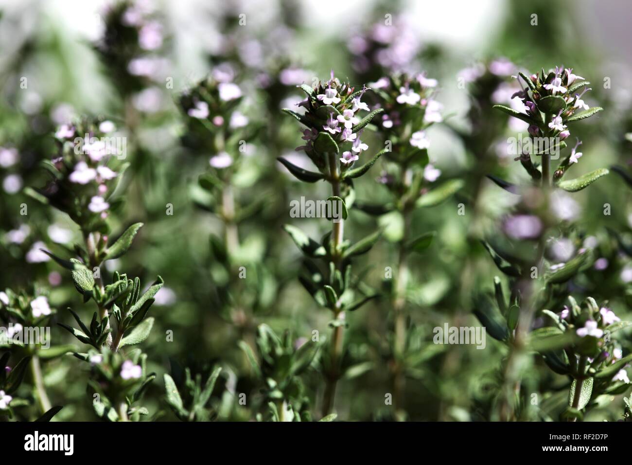 Fresh Thyme (Thymus), culinary herbs Stock Photo