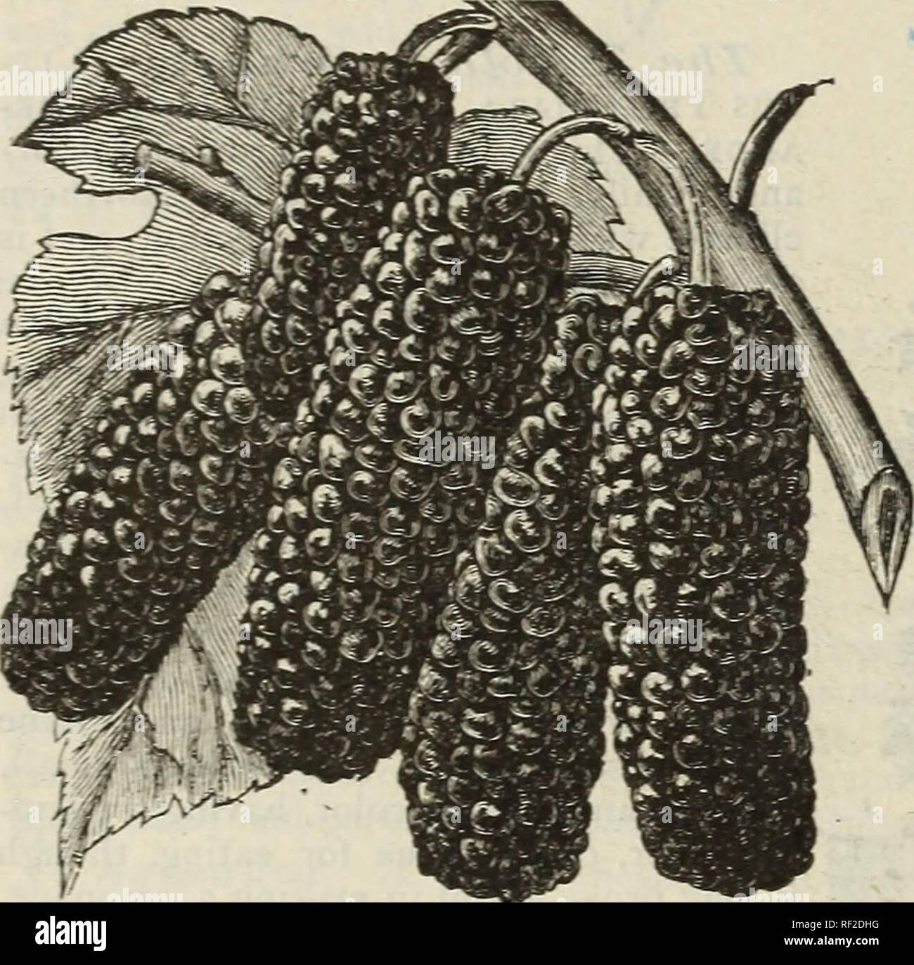 . Catalogue of Bridgeville Nurseries. Nurseries (Horticulture) Delaware