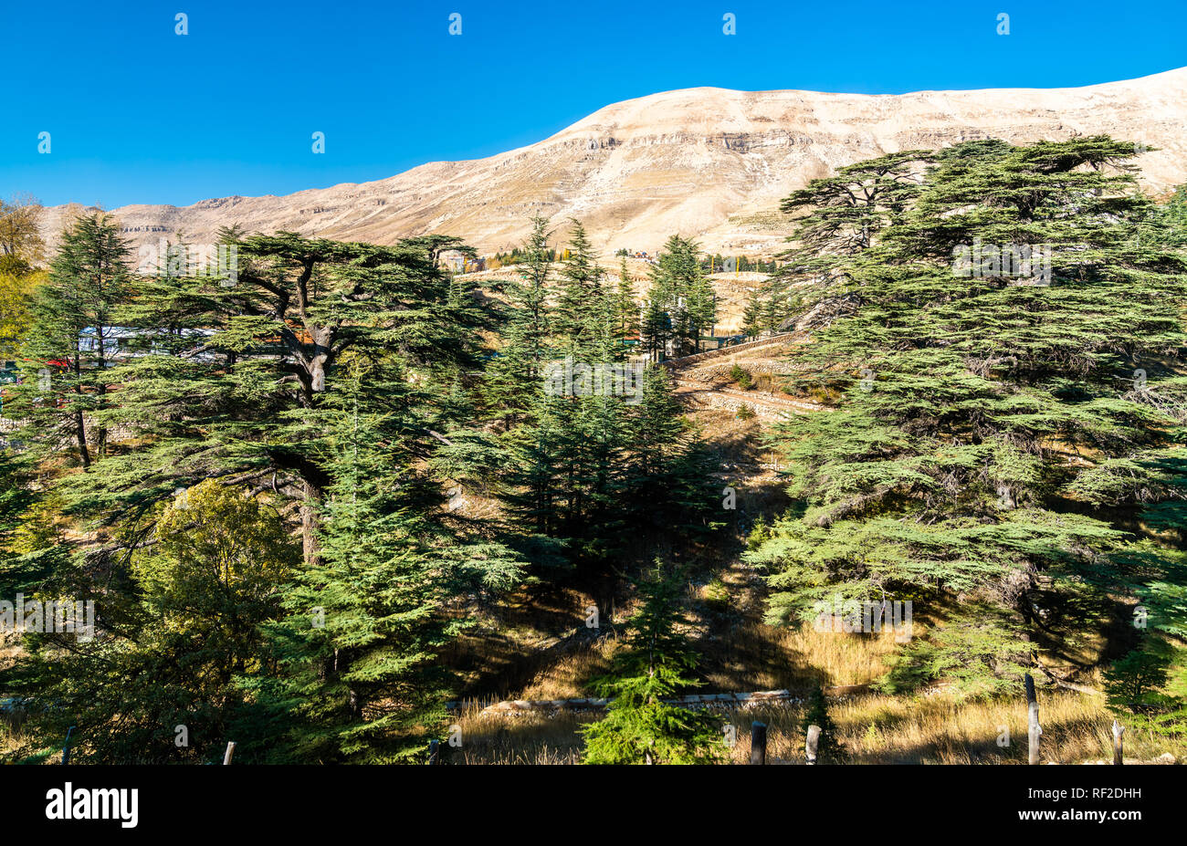 Cedar of lebanon forest bible hires stock photography and images Alamy