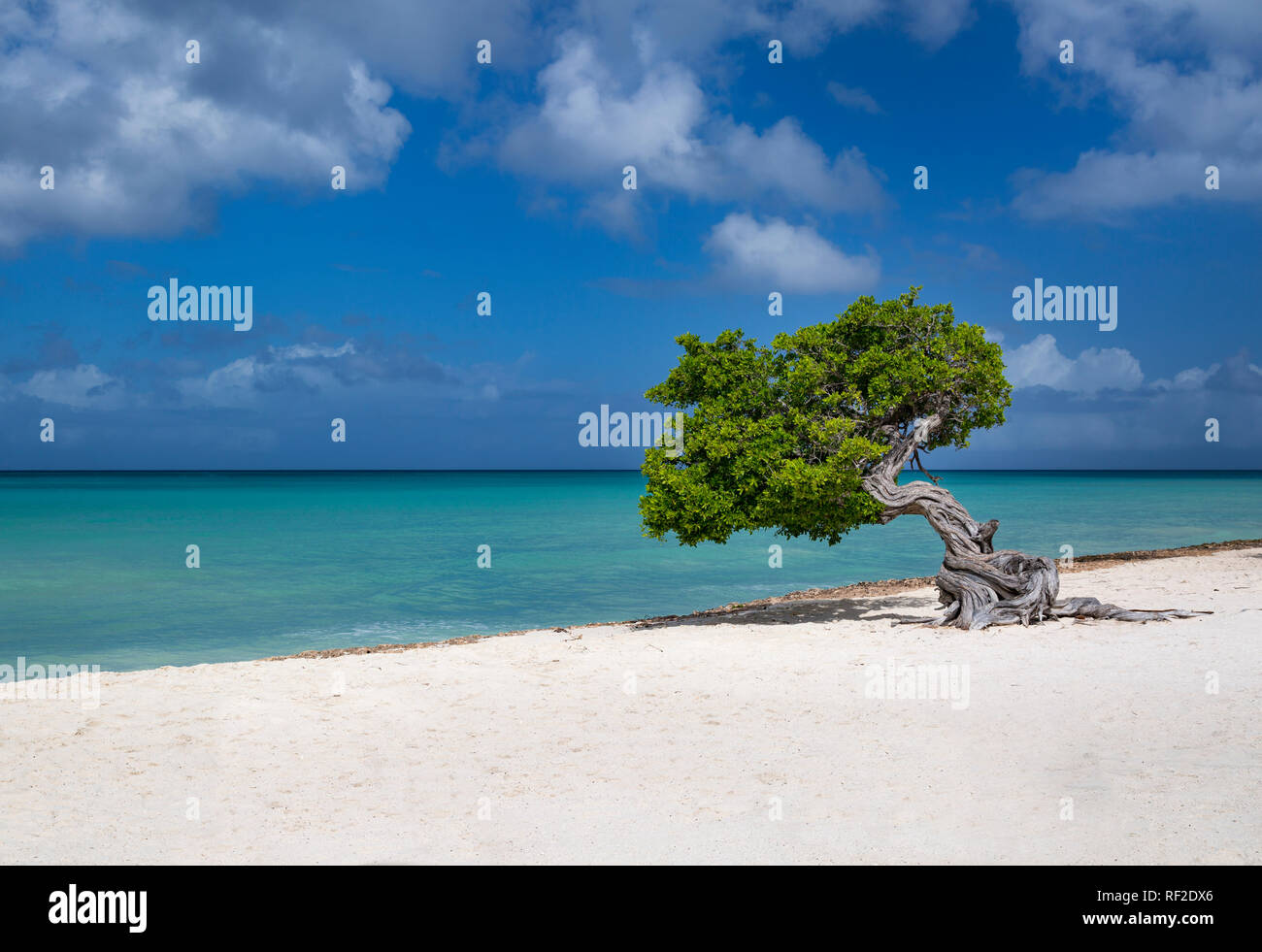 Weathered Fototi tree (often mistaken for Divi Divi) on the beach of Aruba, West Indies Stock Photo