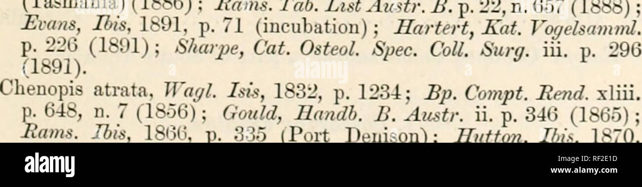 . Catalogue of the Birds in the British Museum. 2. CHENOPIS. 41 2. CHENOPIS. Type Chenopis, lf'a(/L Ms, 1832, p. 1234 C. atrata. Cbenopsis, Rchnb. Av. St/st. Xat. p. x (1852). Range. Confined to Australia. 1. Chenopis atrata. Black Swan, rhill. Bot. Bay, p. 98 (1789); Labill. Voij. in Search of La Perouge, Engl. ed. i. p. 184, pi. 9 (1800); Lath. Gen. Sun. Suppl. ii. p. 343 (1801). Anas atrata, Lath. Lid. Ot-n. ii. p. 834, n. 4 (1790); Ranz. El. di Zool. iii. pt. ix. p. 97 (1826); Yan: Tr. Linn. Soc. xv. p. 382, pi. xii. (trachea) (1826). Anser novte Lollandiae, Bonn. Enc. Meth. i. p. 108, n.  Stock Photo