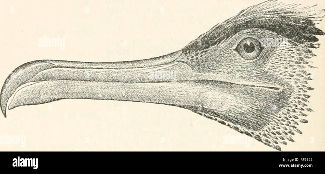 . Catalogue of the Birds in the British Museum. Fie. 1.—P. carbo.. Fig. 2.—P. Jilamenfosus. 1. Phalacrocorax carbo. (Fig. 1.) Le Cormoran, Brisson, Orn. vi. p. 511, pi. xlv. (1760); D'Aubent. PL Enl. ix. pi. 66 (no. 927); Buff. Hist. Nat. Ois. viii. p. 310, pi. x.xvi. (1781); Borkhmisen, etc. Teutsche Orn. pi. 56 (1807). Pelecanus carto, Linn. S. N. i. p. 216 (1766) ; Gmel. 8. N. i. pt. ii. p. 573 (1788); Lath. Ind. Orn. ii. p. 886 (1790); Bonnat. Tabl. Encycl. M6th. i. p. 46, pi. xv. fig-. 1 (1790); Cuv. Reg. Anim., Ois. p. 624 (1817); id. Reg. Anim., Ois. i. p. 562 (1829). Con'orant, Latham, Stock Photo