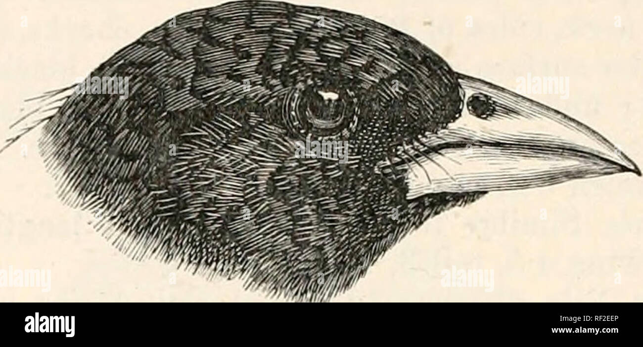the 508 British Catalogue the of Museum. in PLnCT;TD Birds ... the British Catalogue Birds PLnCT;TD the in 508 of Museum. ...
