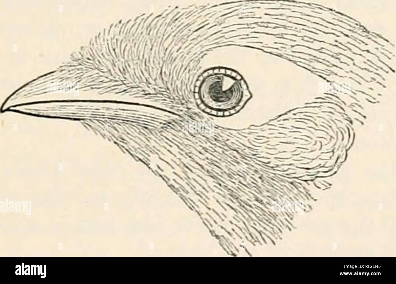 . Catalogue of the Birds in the British Museum. 16. AMPELICEPS. 115 (1875); Ramsay, Proc. Linn. Soc. Nmv South Wales, iv. p. 93 (1879). GracLila rosenbergii, Finsch in Brehnis ' Gefangene Voijel^ ii. p. 562 (1876). Melauopyrrhus orientalis, Salvad. Ann. Mus. Civic. Genov. viii. p. 401 (1876), X. pp. 12, 20, note (1877) ; VAlbert. Sf Salvad. op. cit. xiv. p. 90 (1879); Sahad. op. cit. xvi. p. 195 (1880) ; id. Orn. Pa- puasia e delle Molucche, ii. p. 463 (1881) ; Guilleniard, Proc. Zool. Soc. 1885, p. 644; Sharpe in Goukfs Birds of New Guinea, iv. pi. 17 (1886). Mina robertsonii, D'Albert. Ann.  Stock Photo