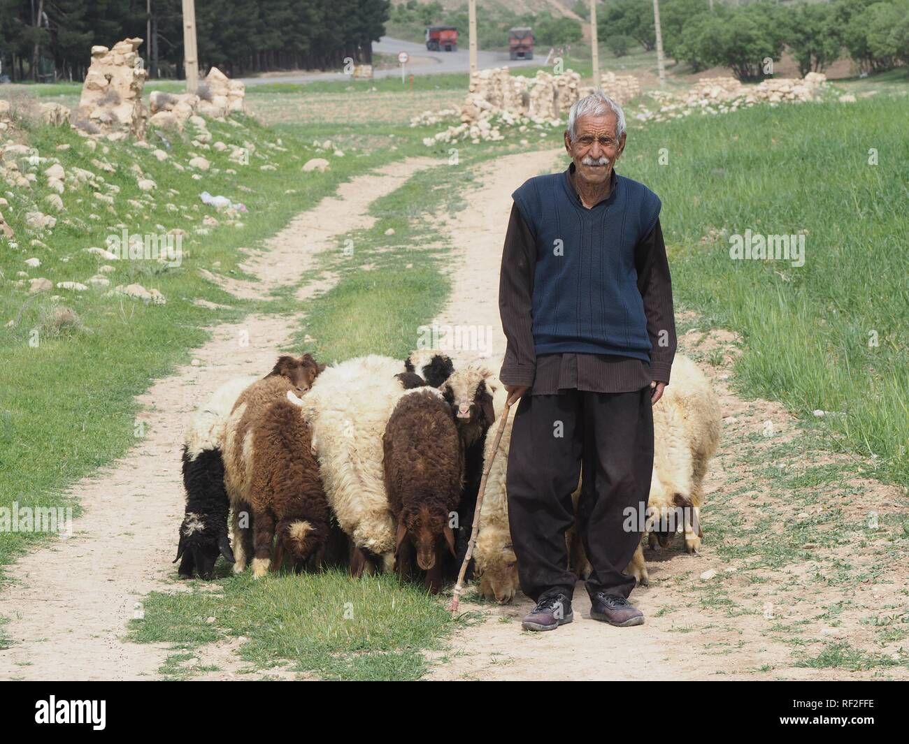 Shepherd with sheep, Zagros Mountains, Iran Stock Photo