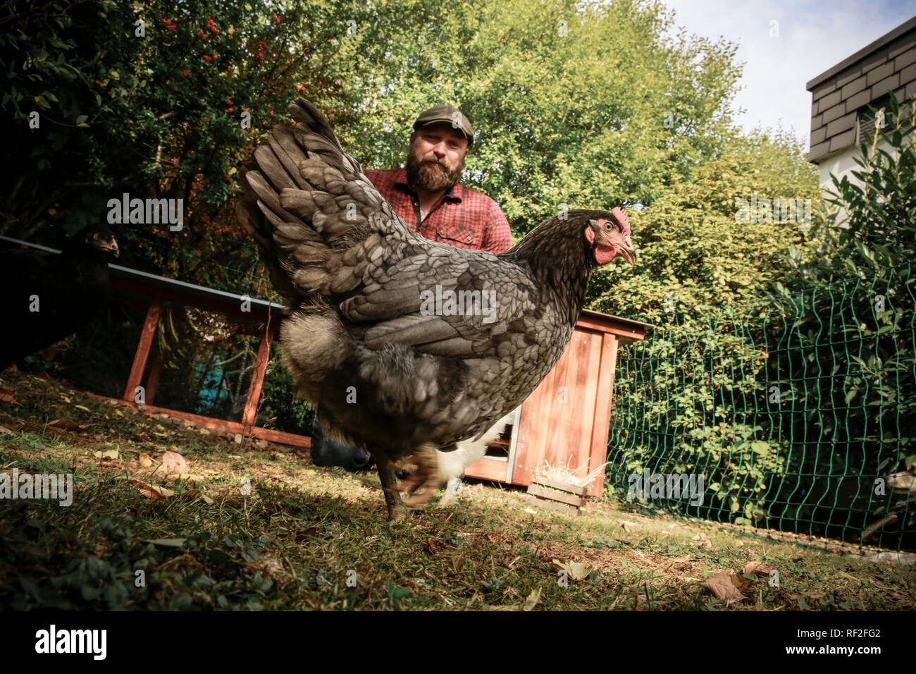 Man in his own garden, free range chicken Stock Photo