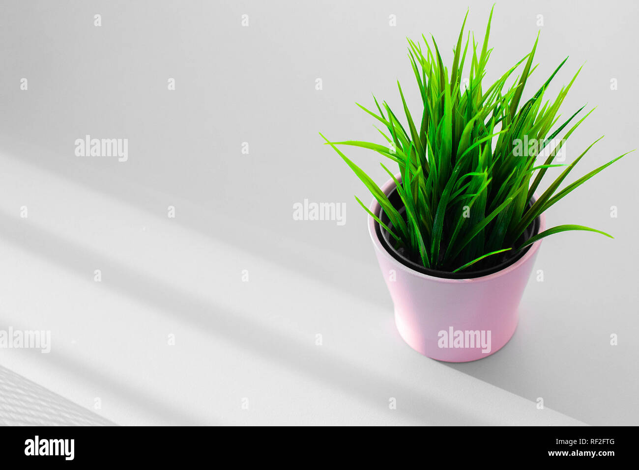 Pink pot with green juicy grass on the gray background. Stock Photo