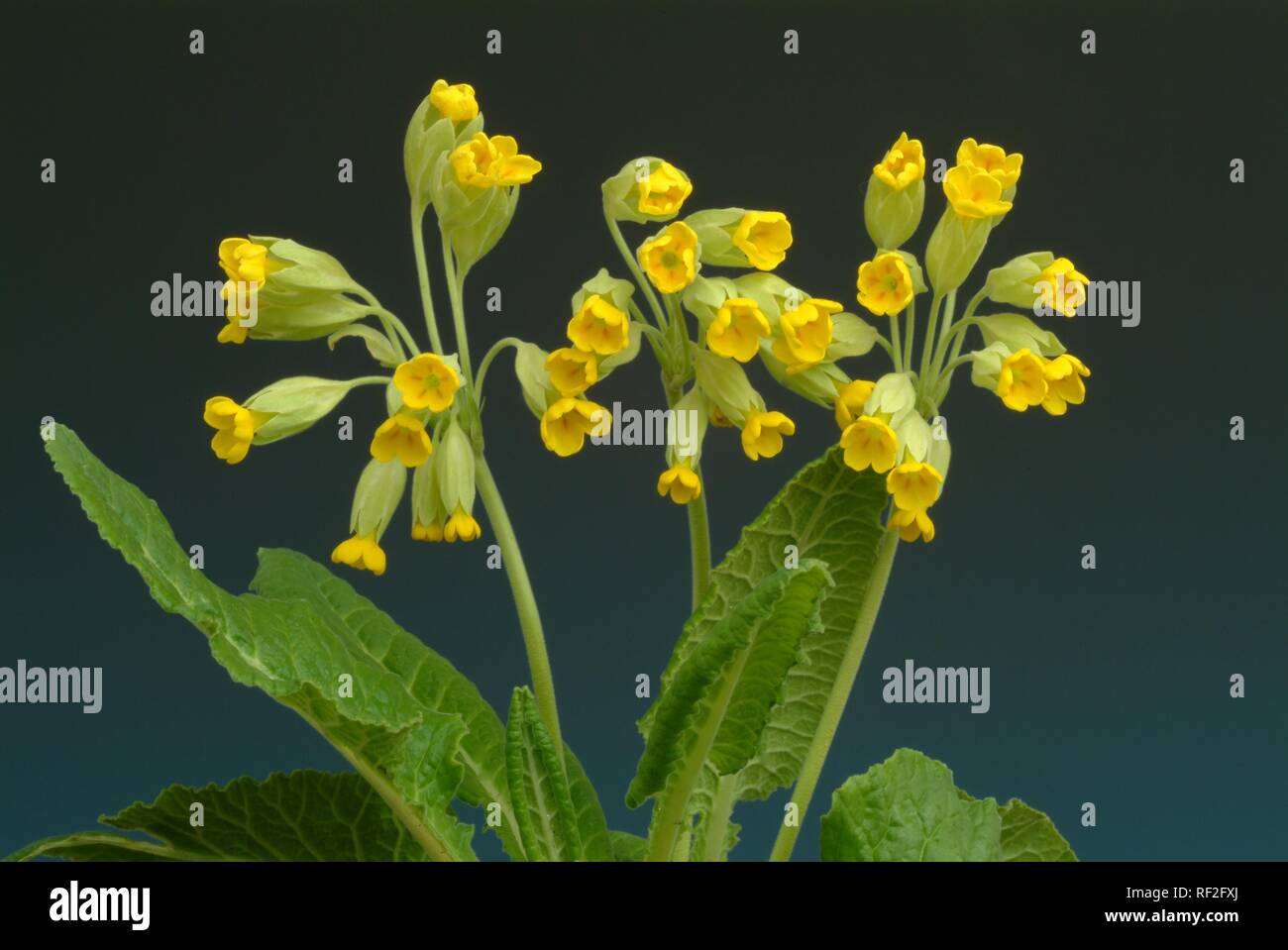 Cowslip (Primula officinalis or Primula veris), medicinal plant Stock Photo