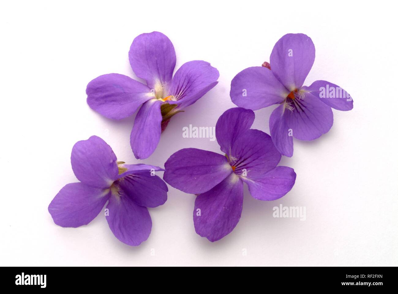 Sweet Violet or English Violet (Viola odorata), medicinal plant Stock ...