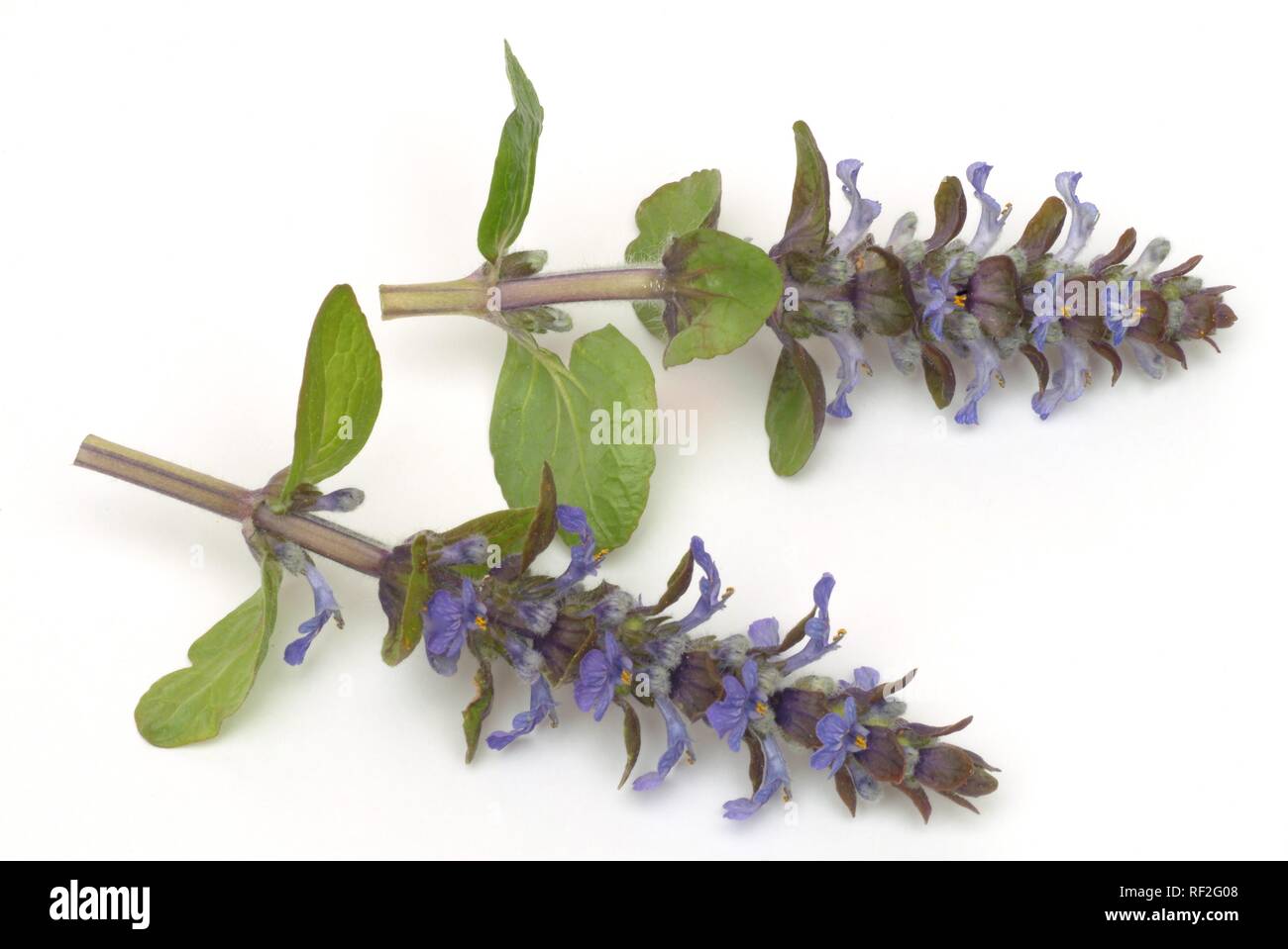 Ajuga reptans bugle medicinal plant hi-res stock photography and images ...