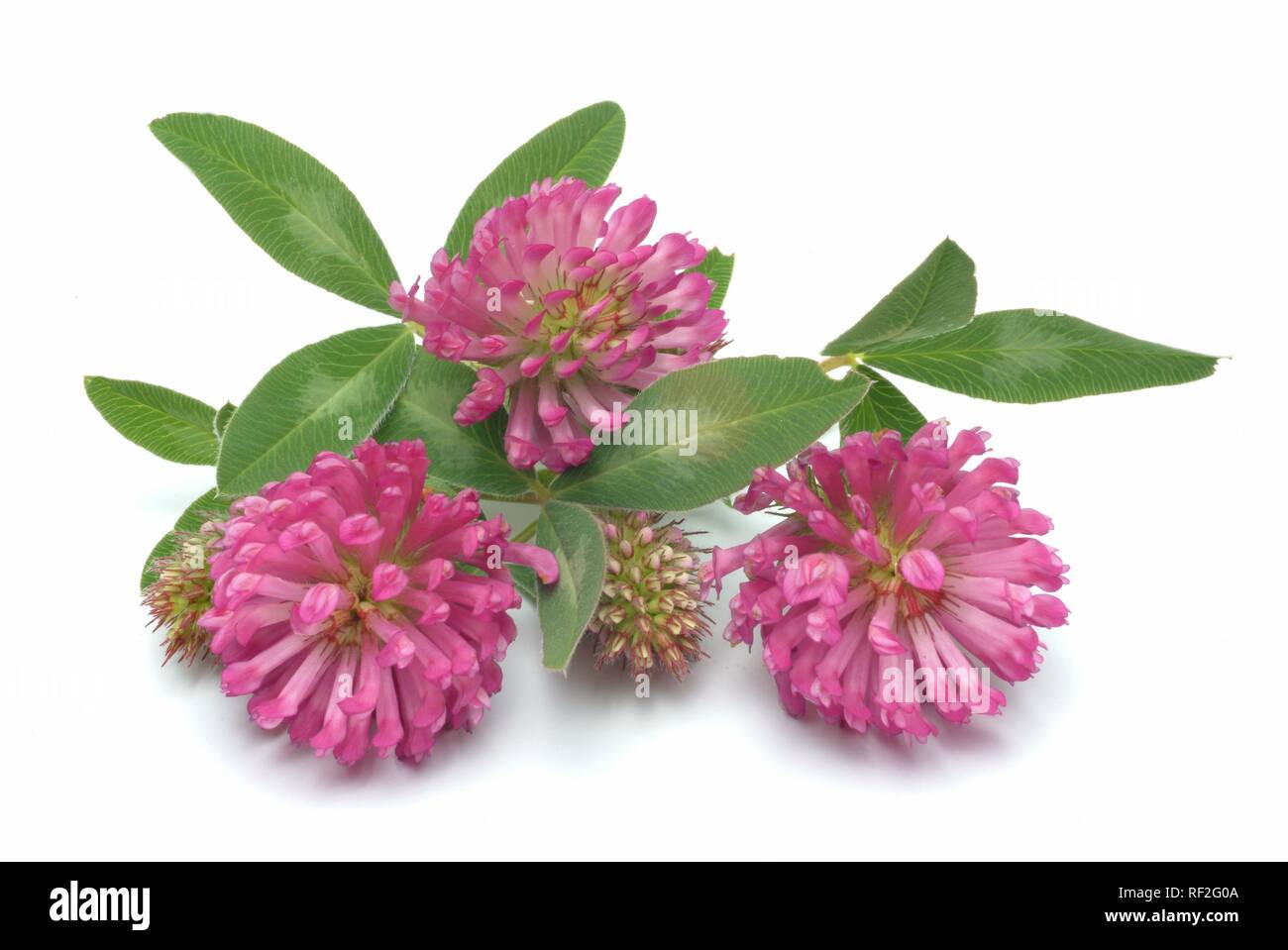 Red Clovers (Trifolium pratense), medicinal plant Stock Photo