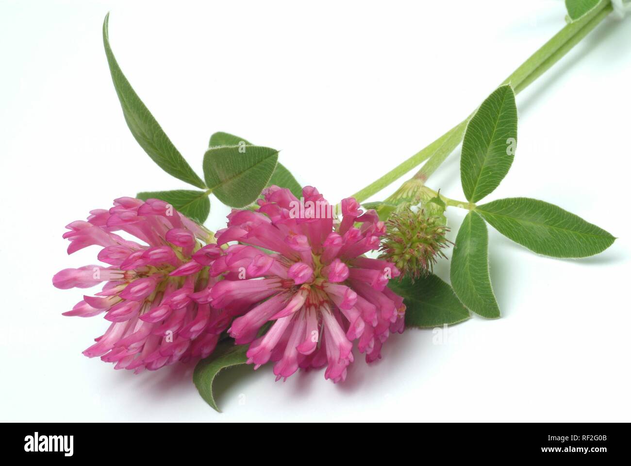Red Clovers (Trifolium pratense), medicinal plant Stock Photo